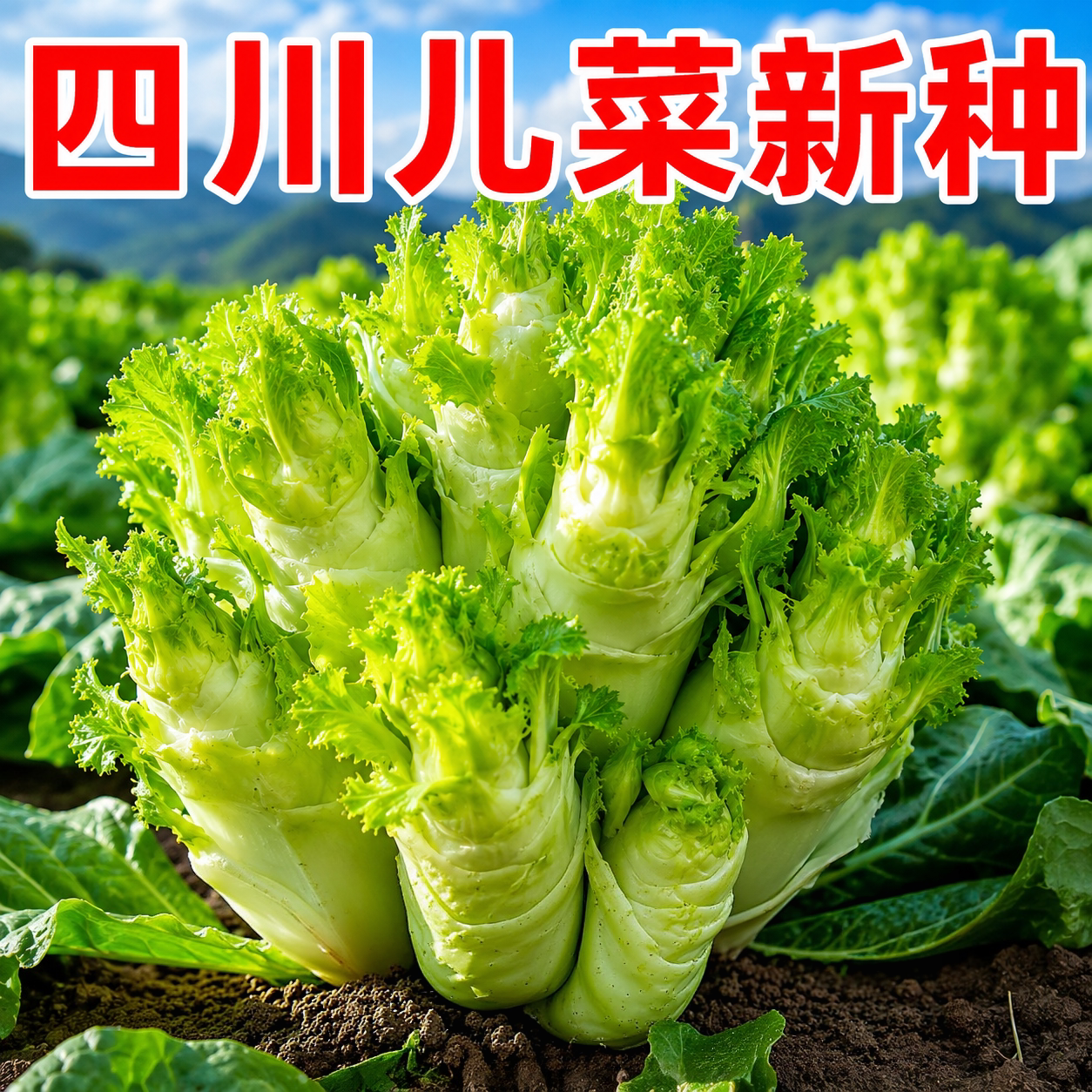 新种娃娃菜种子四季播早熟易种