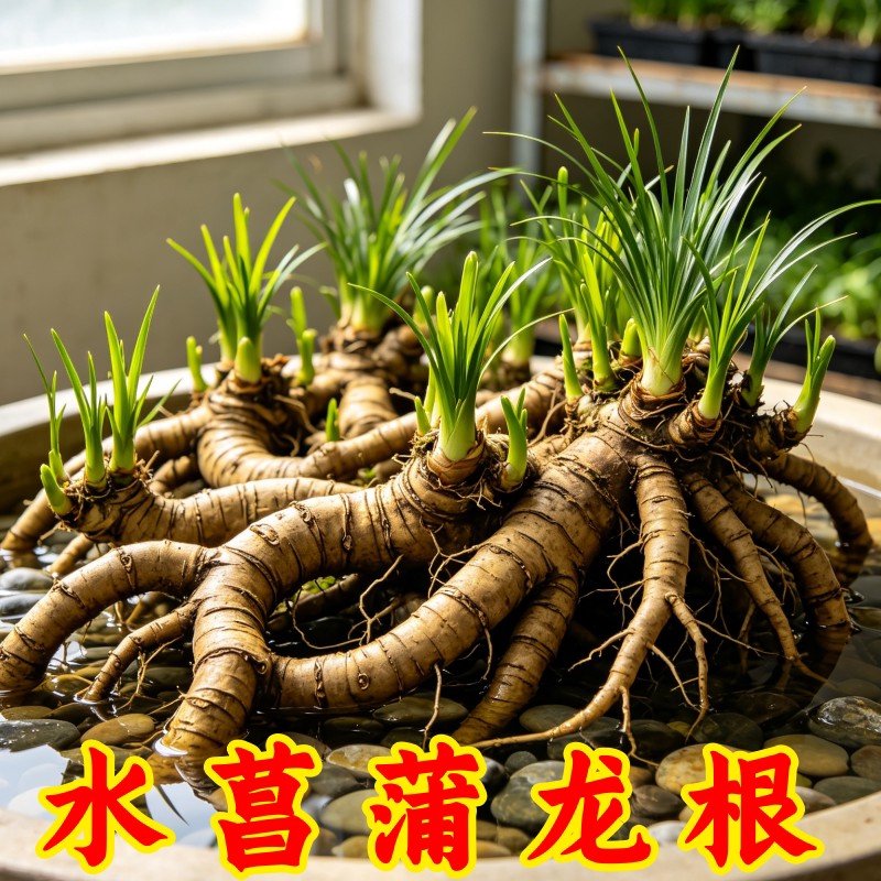 水培龙根菖蒲带新芽净化水体