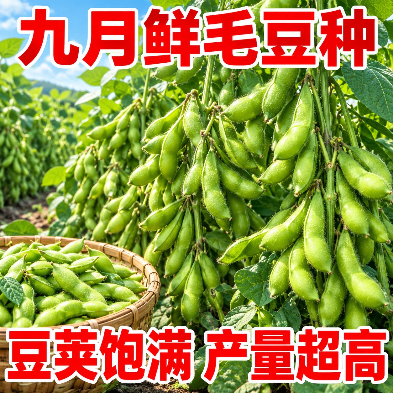 九月鲜大粒晚熟高产毛豆种子