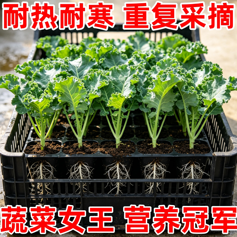 有机羽衣甘蓝大苗高产盆栽
