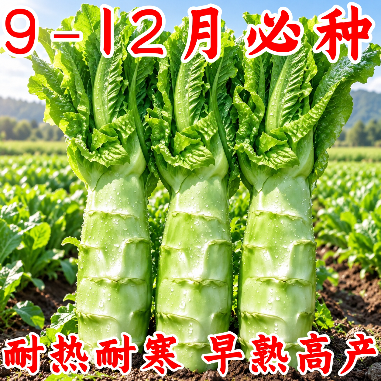 泰国罗汉莴笋种子四季耐热农家