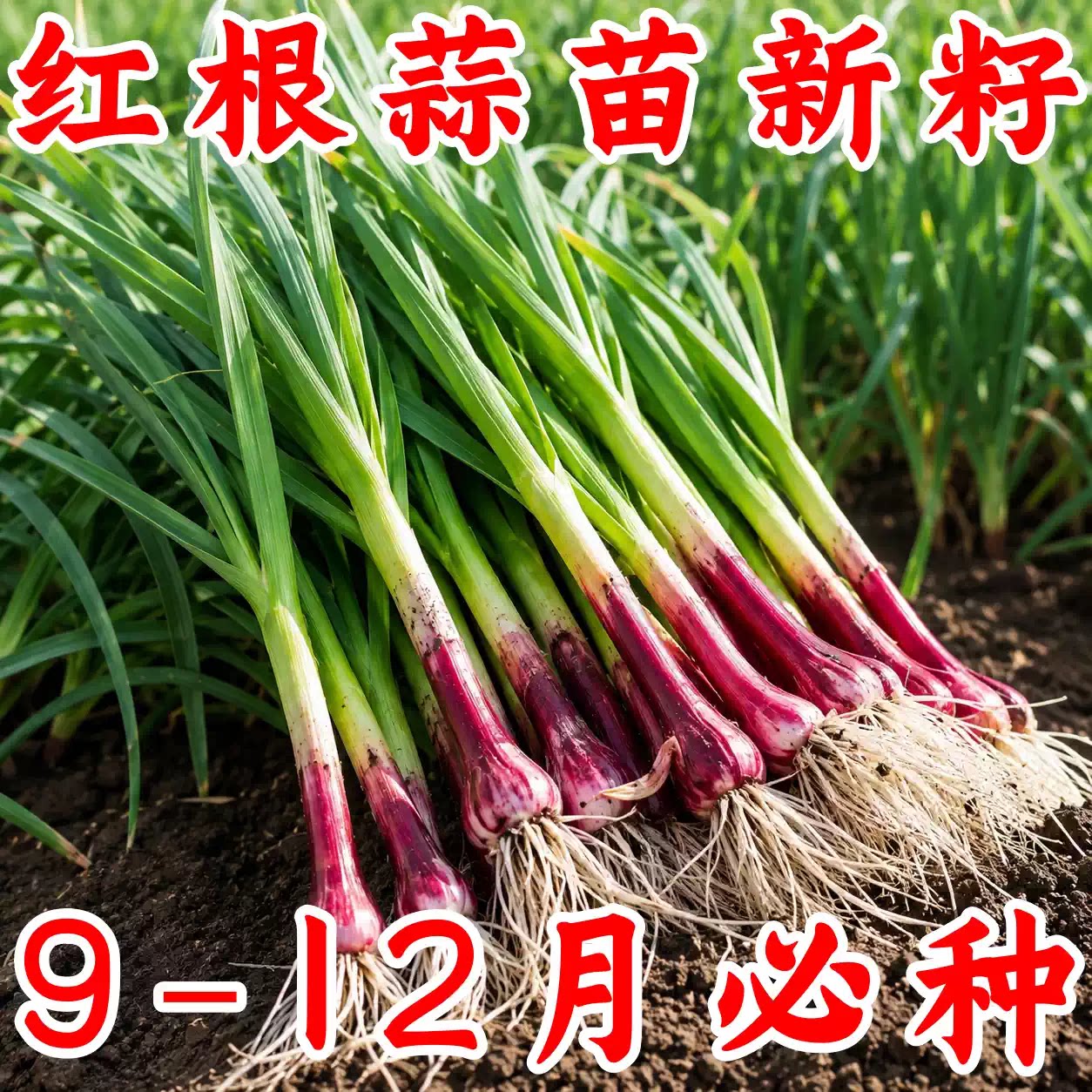 四季耐寒宽叶红根蒜苗种子