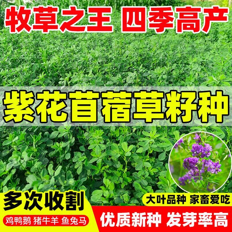 紫花苜蓿多年生四季牧草种子