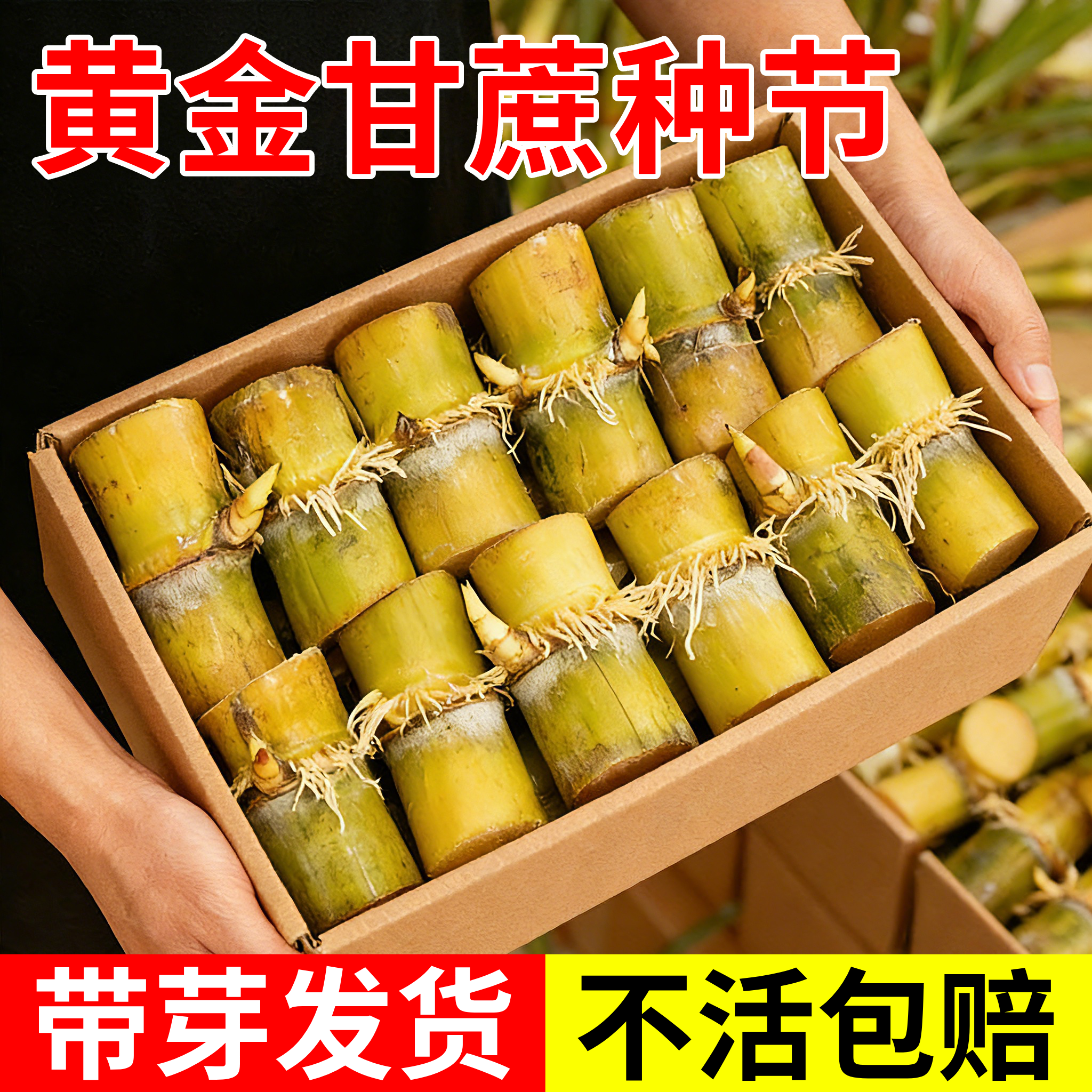 黄金甘蔗苗种带芽甘蔗苗黄皮甘蔗种节盆栽阳台水果树苗南北方种植,鲜花速递/花卉仿真/绿植园艺,种苗/半成品盆栽,淘宝优惠券,粉丝福利购,淘宝优惠卷