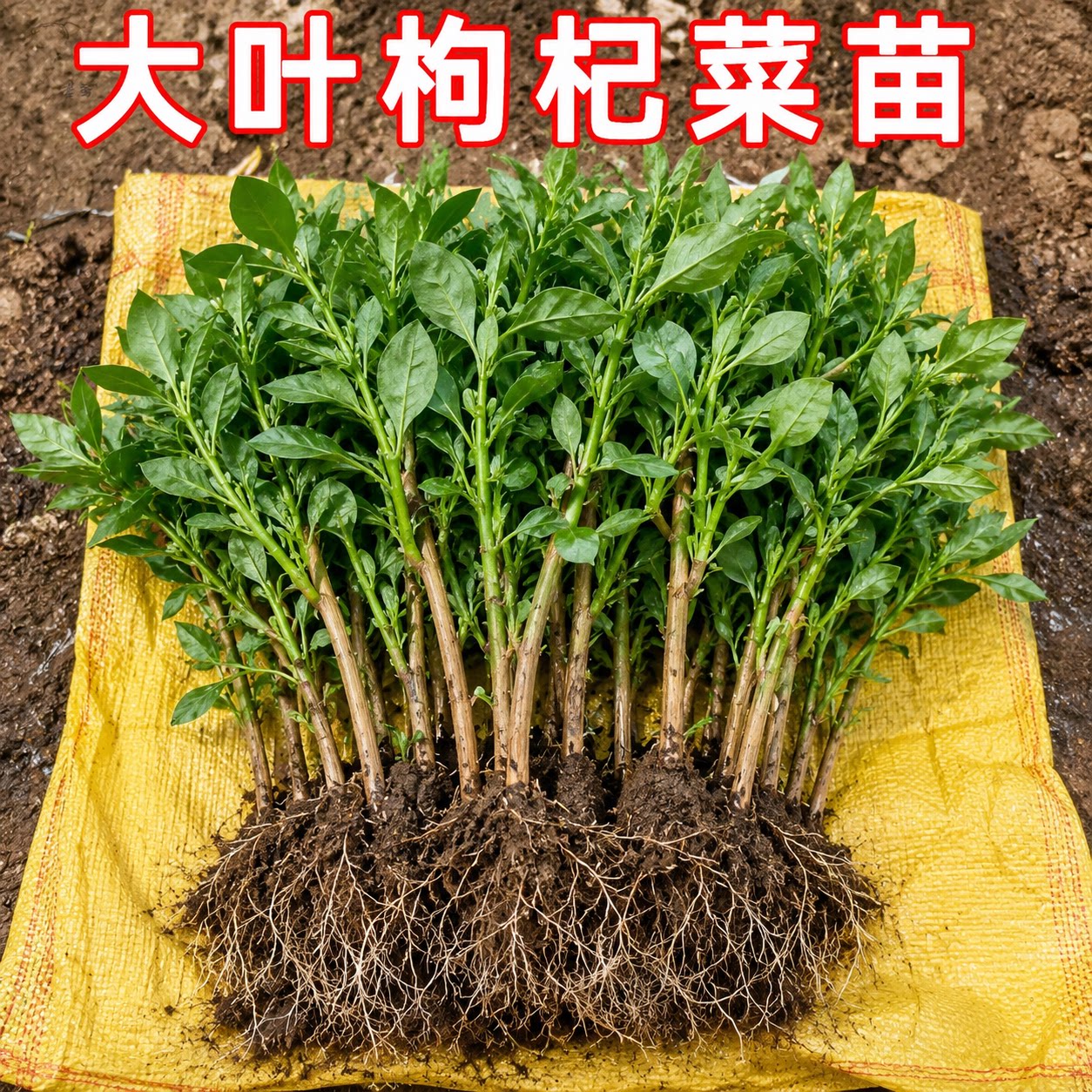 枸杞叶苗大叶阳台盆栽清肝明目