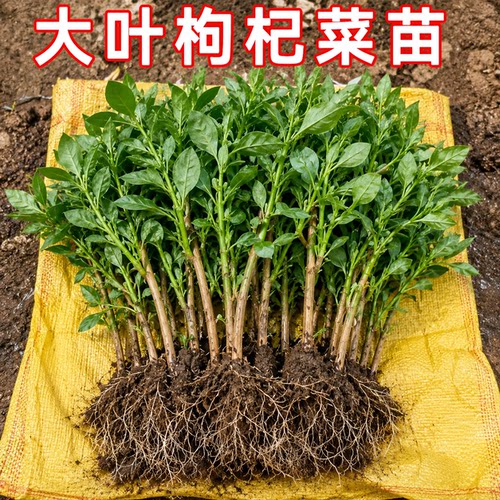 枸杞叶苗大叶阳台盆栽清肝明目