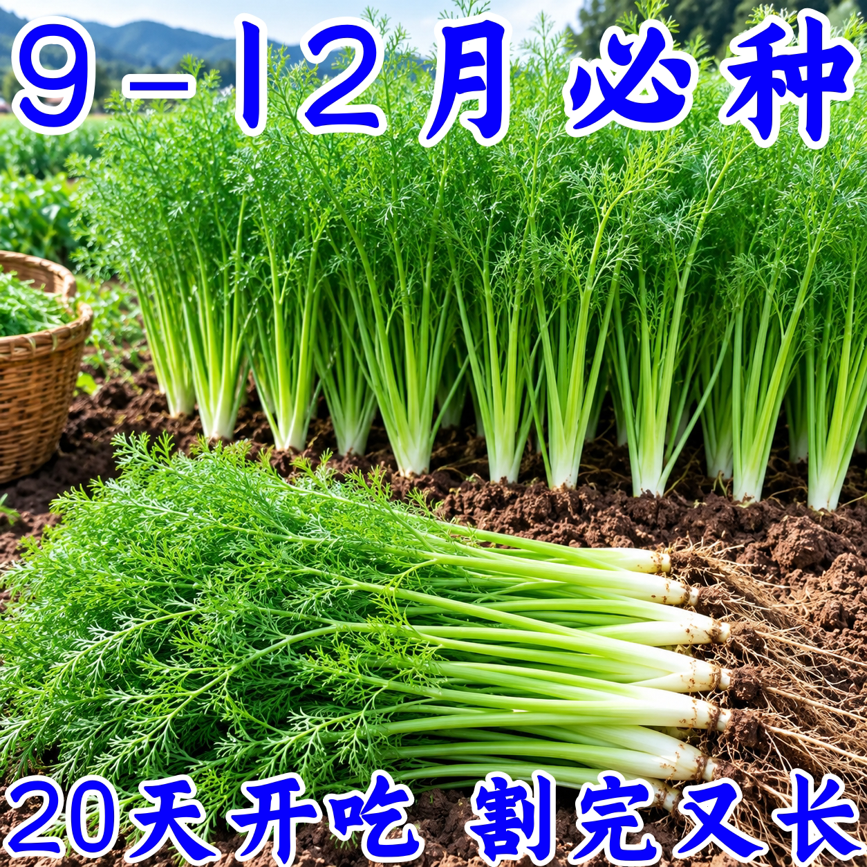 割茬茴香种子四季农家易种