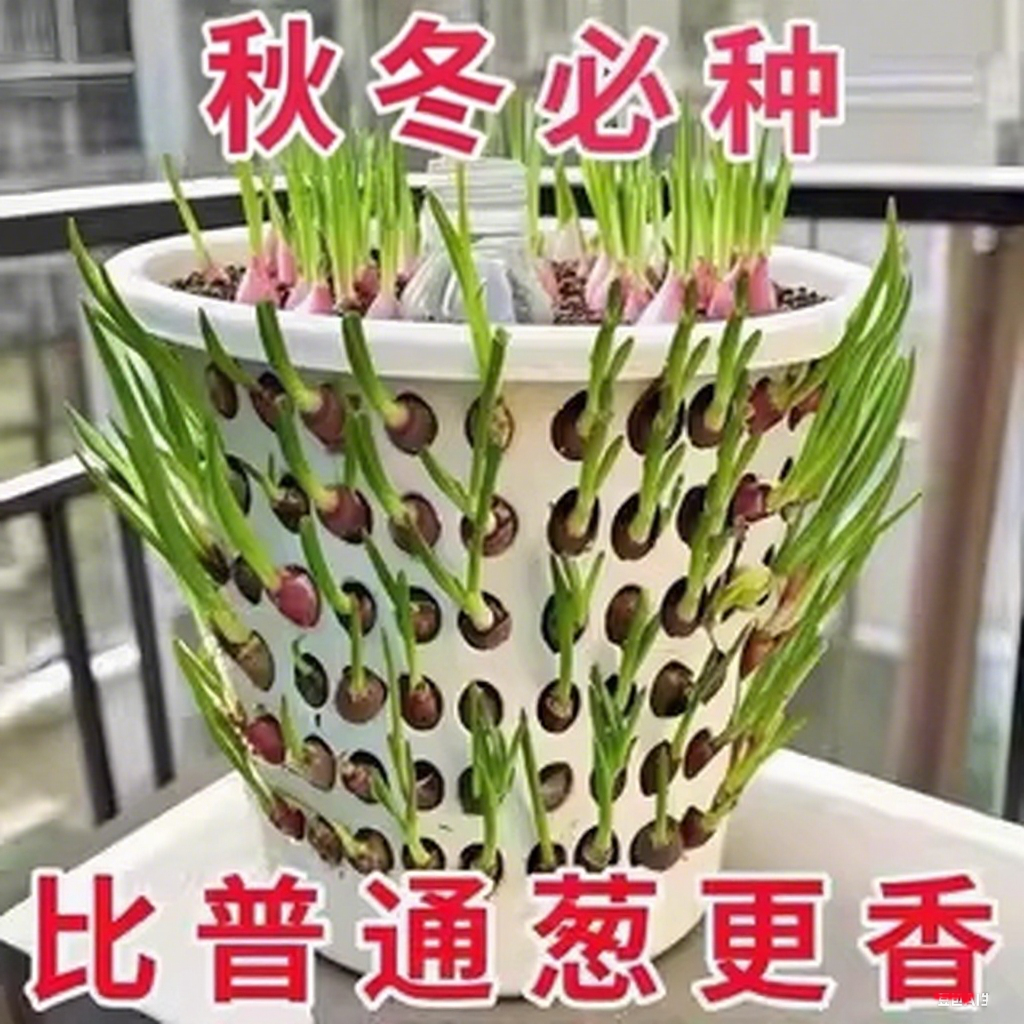 四川红葱头铁葱火葱自家种盆栽极速发货四季种植四季小香葱红头葱