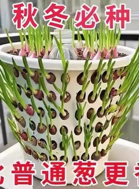 四川红葱头铁葱火葱自家种盆栽极速发货四季种植四季小香葱红头葱