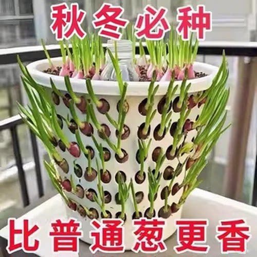 四川红葱头盆栽极速发货四季播