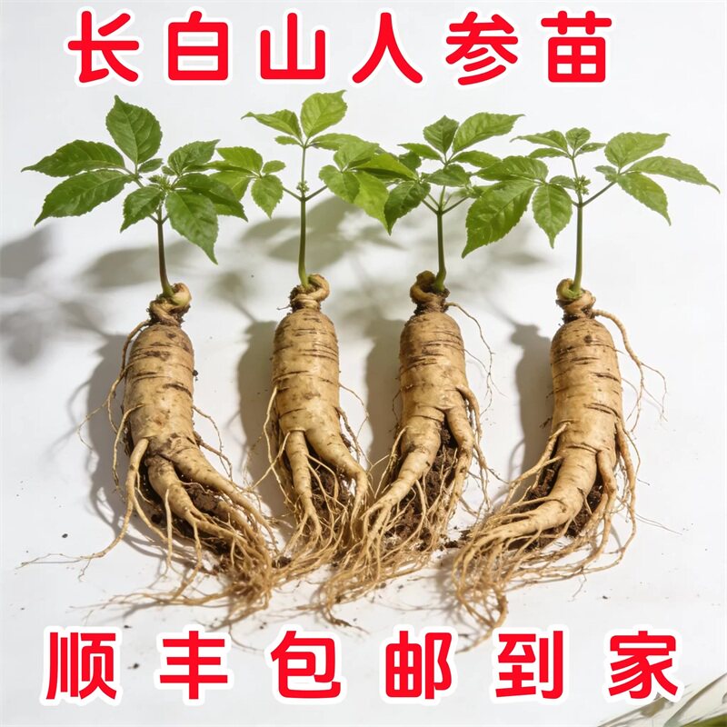 人参长白山人参苗带土盆栽苗子野山参大苗种植泡酒鲜人参苗