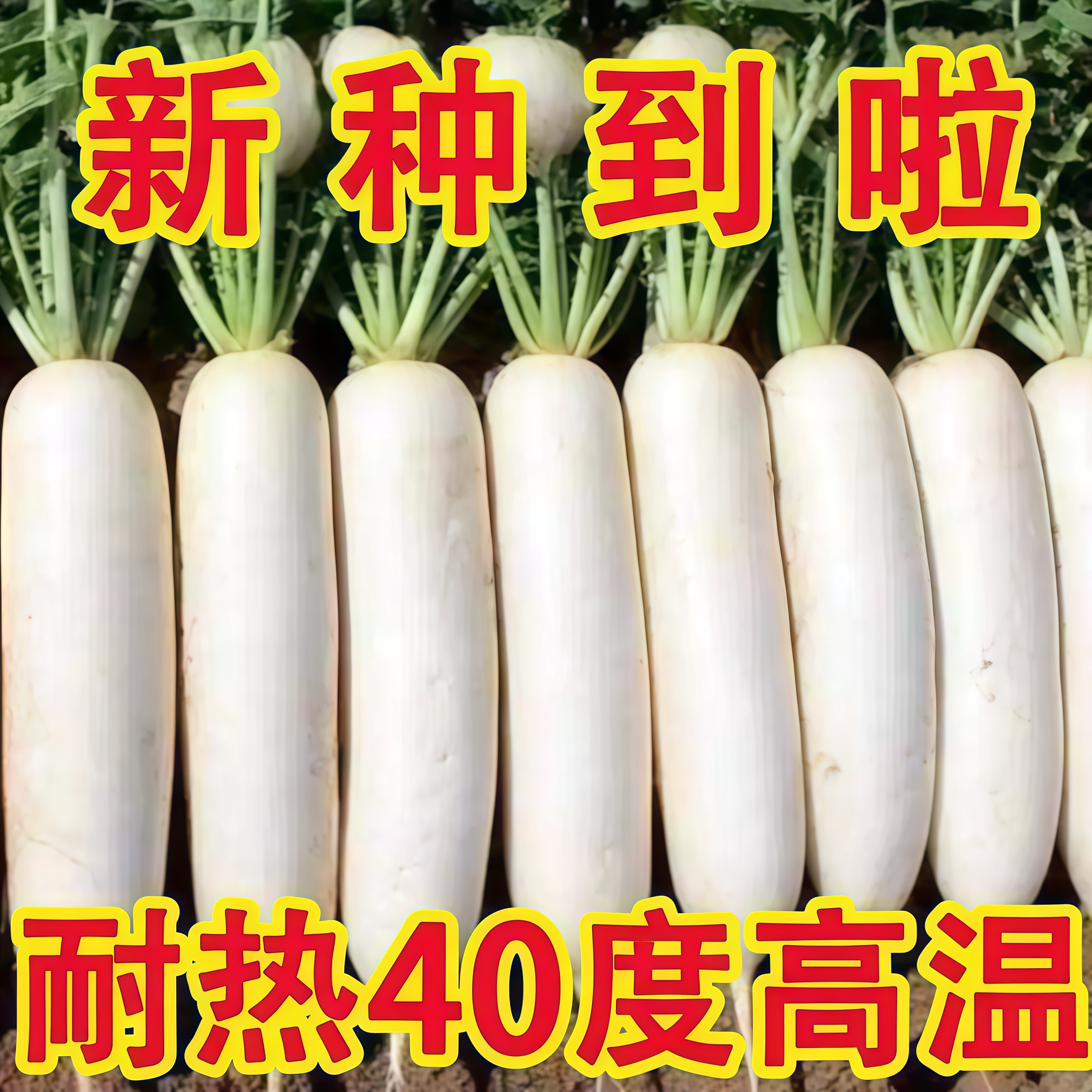 超大九斤王白萝卜种子不空心