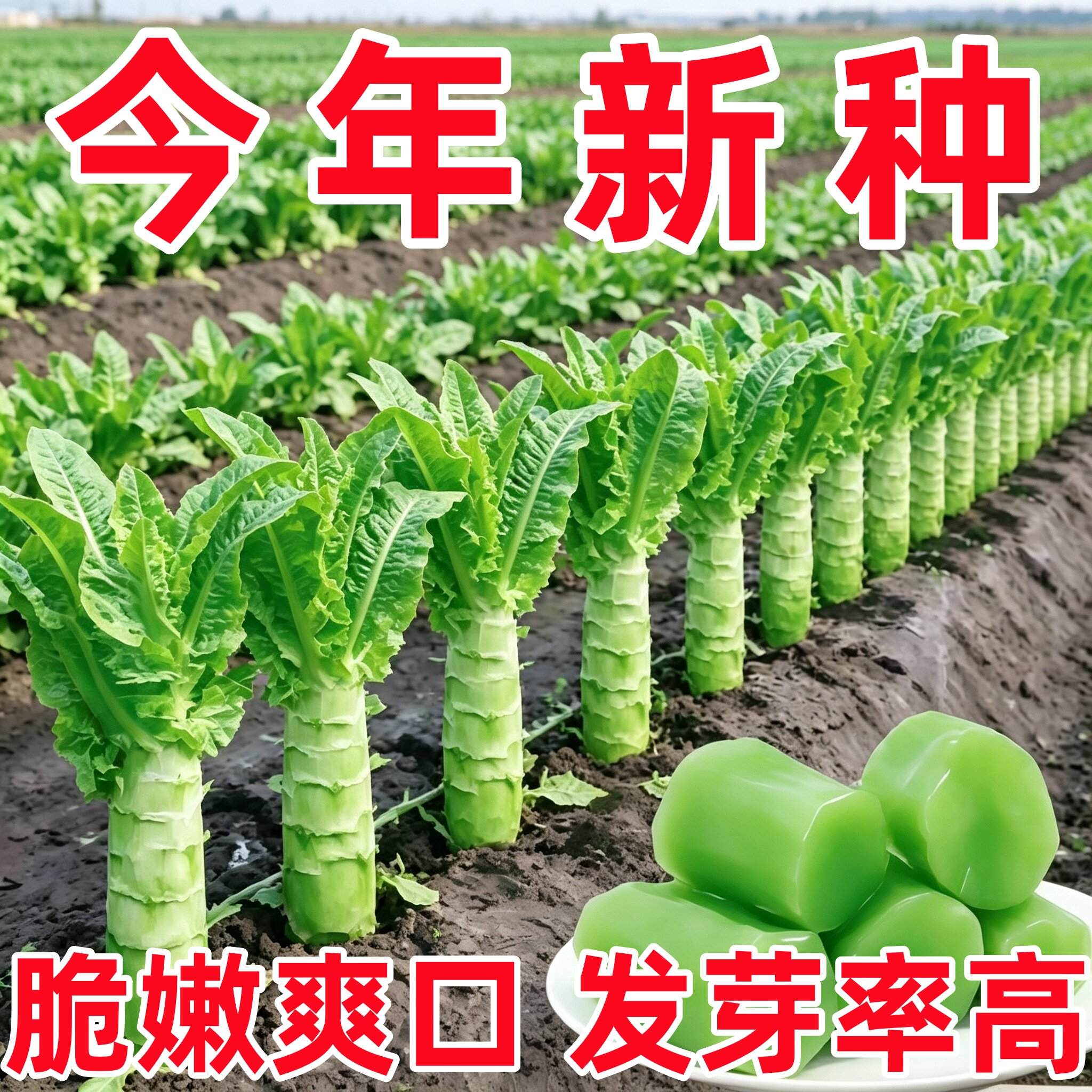 莴笋四季种子高产耐热耐寒