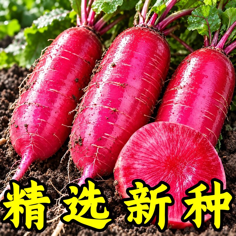满堂红心里美萝卜种子甜脆生吃