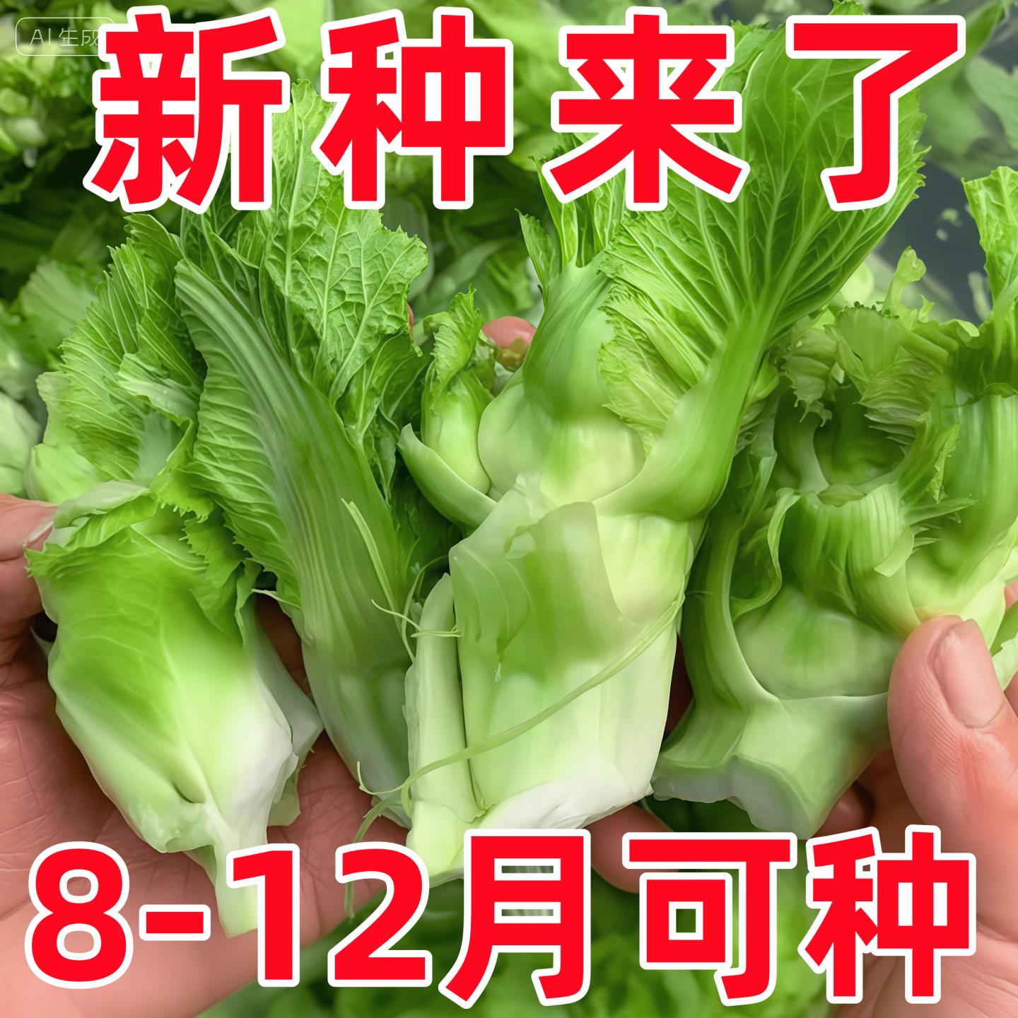 儿菜种子芥菜种籽宝宝菜秋季播泡菜蔬菜种子四川特大儿菜抱儿菜孑