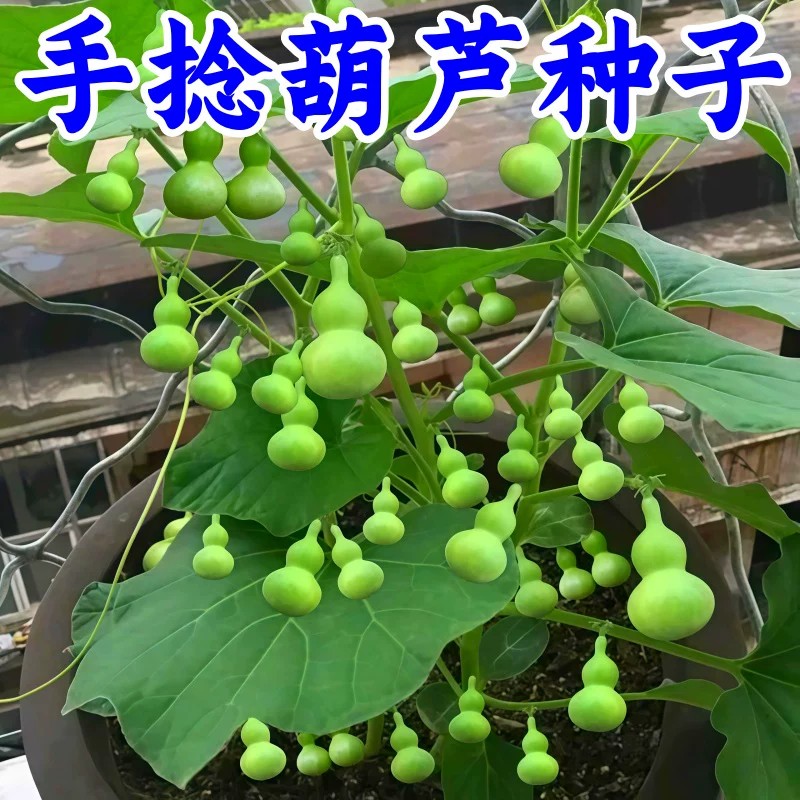 七彩小葫芦籽种四季爬藤盆栽
