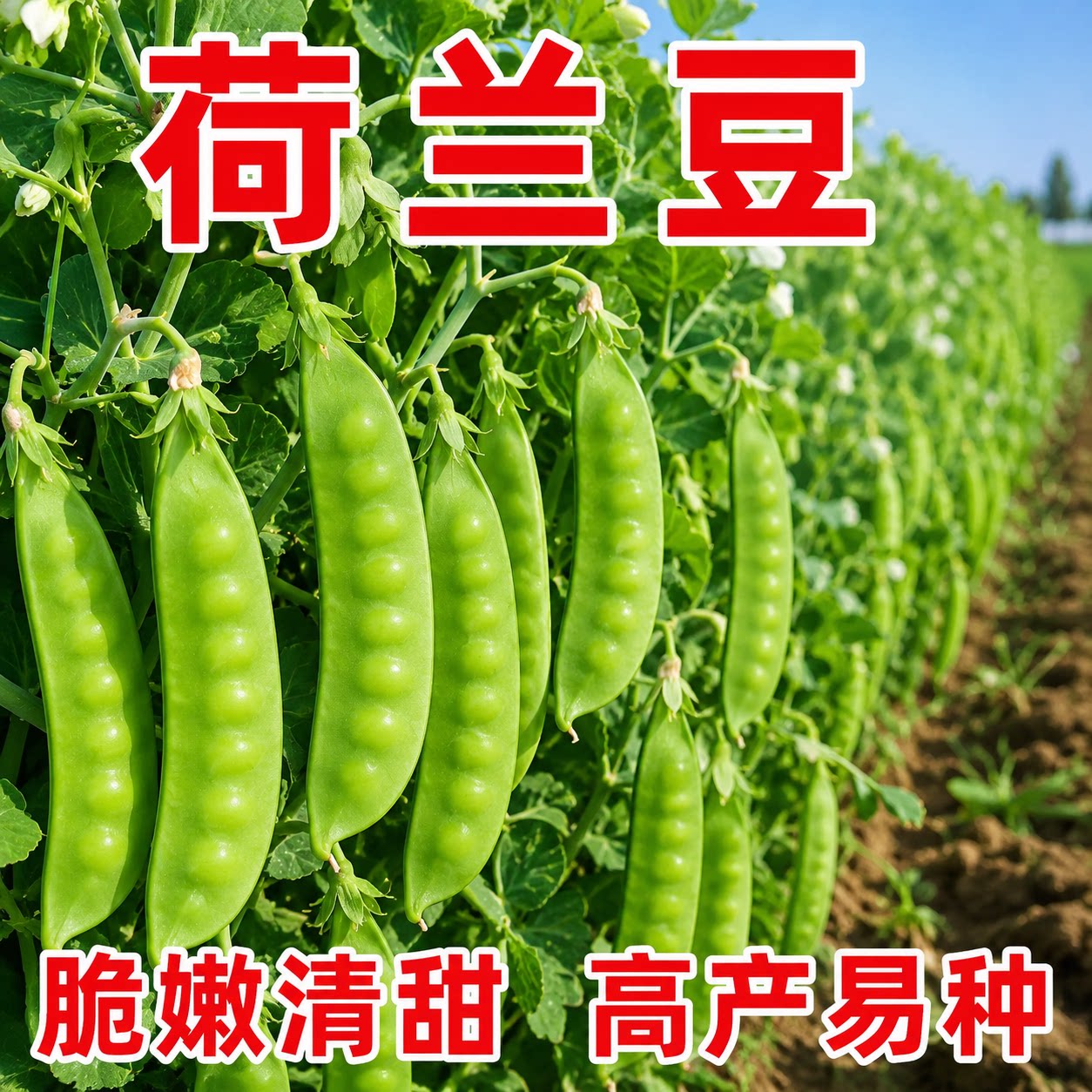 荷兰豆种子四季早熟高产易活