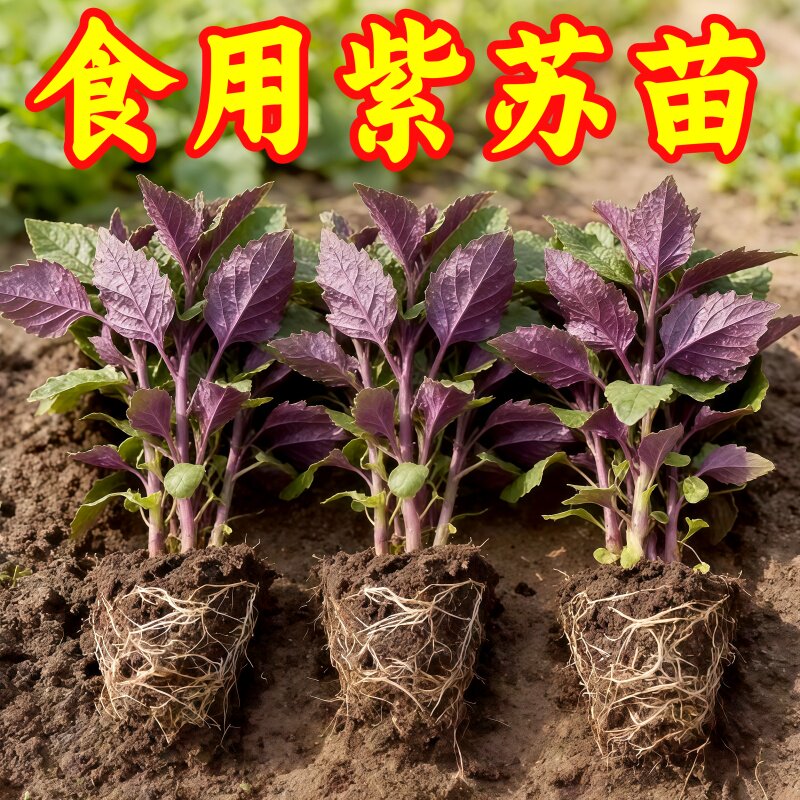 正宗新鲜可食用紫苏叶鸡冠辣椒