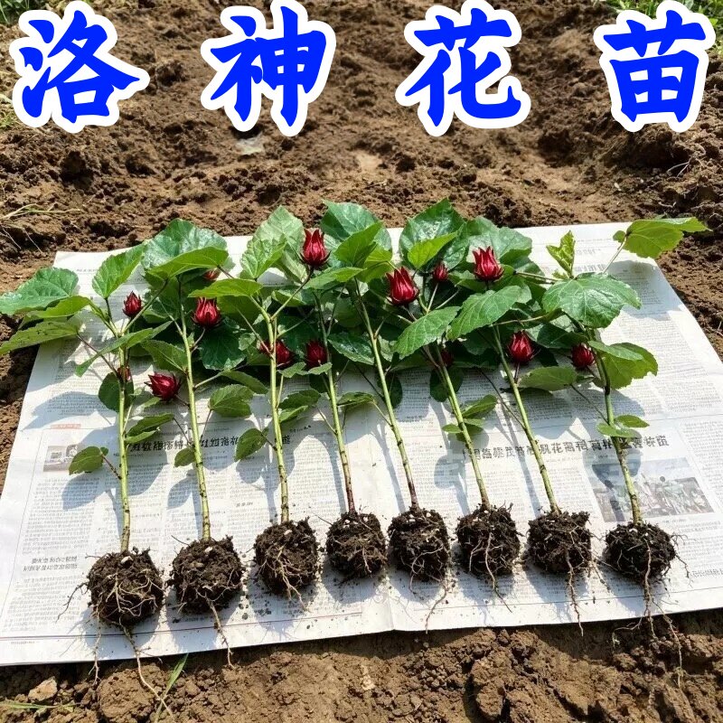 食用洛神花/玫瑰茄大苗盆栽
