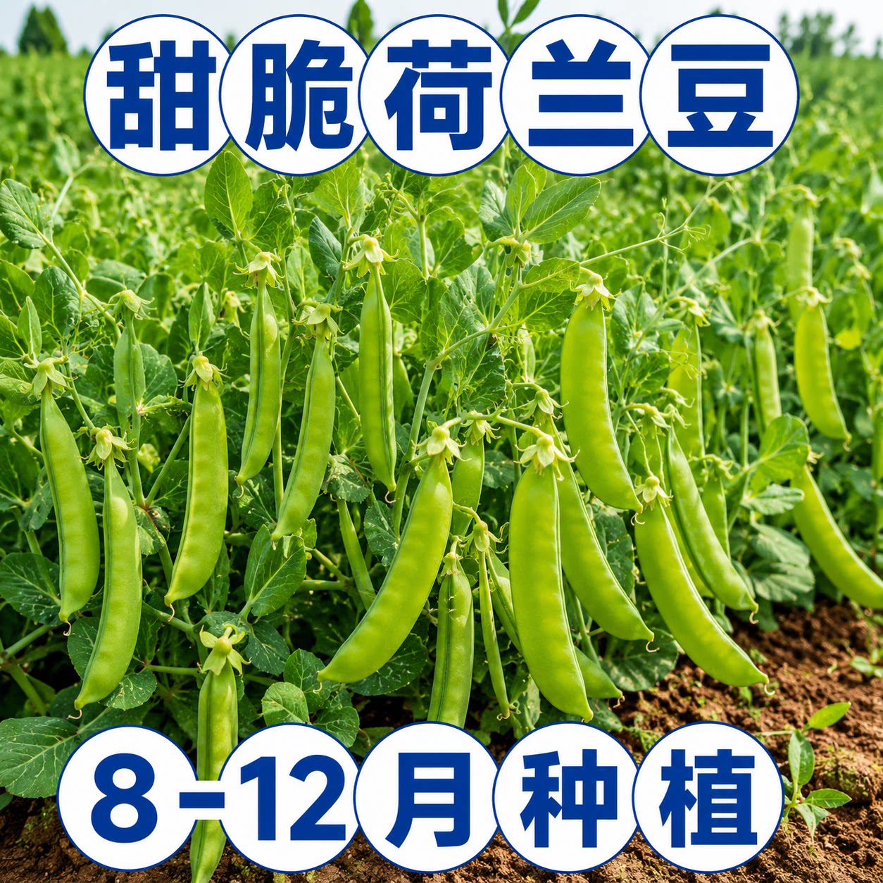 秋冬播甜脆高产耐寒荷兰豆种子