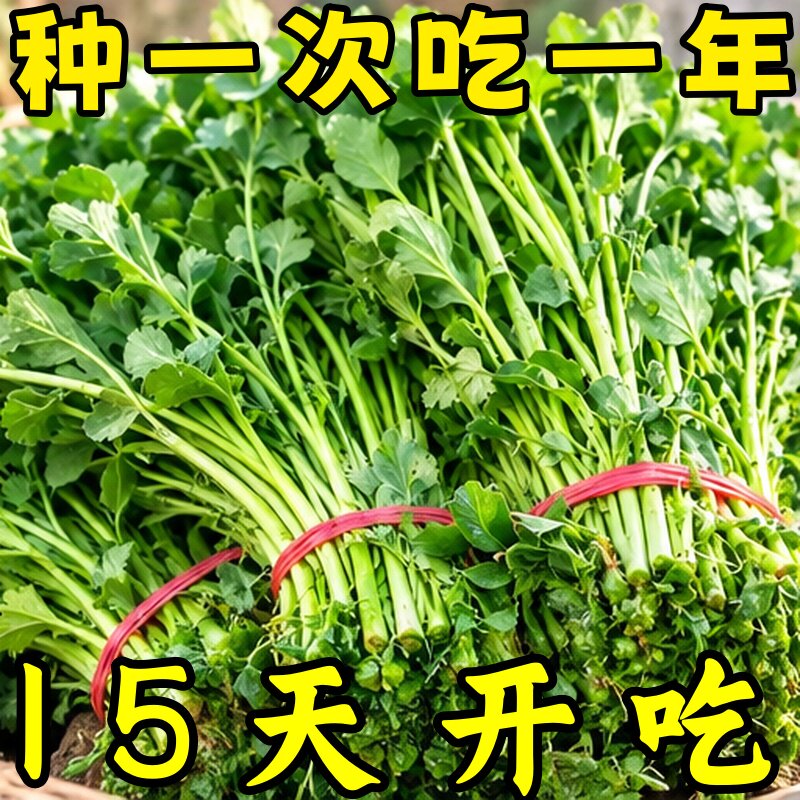四季高产水生野生西洋菜种子