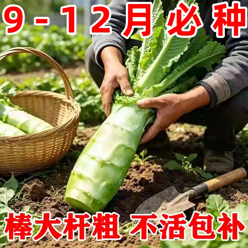 薄皮四季莴笋耐热耐寒秋冬图片