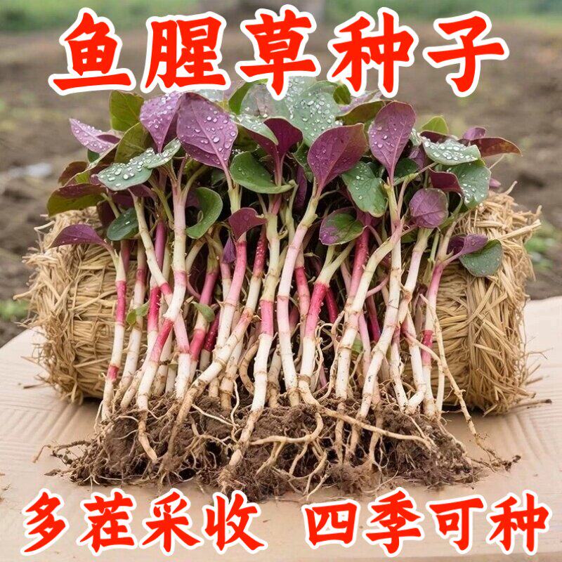 鱼腥草种子种籽折耳根种根种苗新鲜盆栽四季贵州云南四川包邮