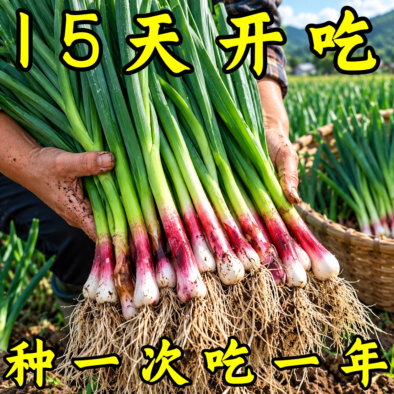四季耐寒宽叶红根蒜苗种子