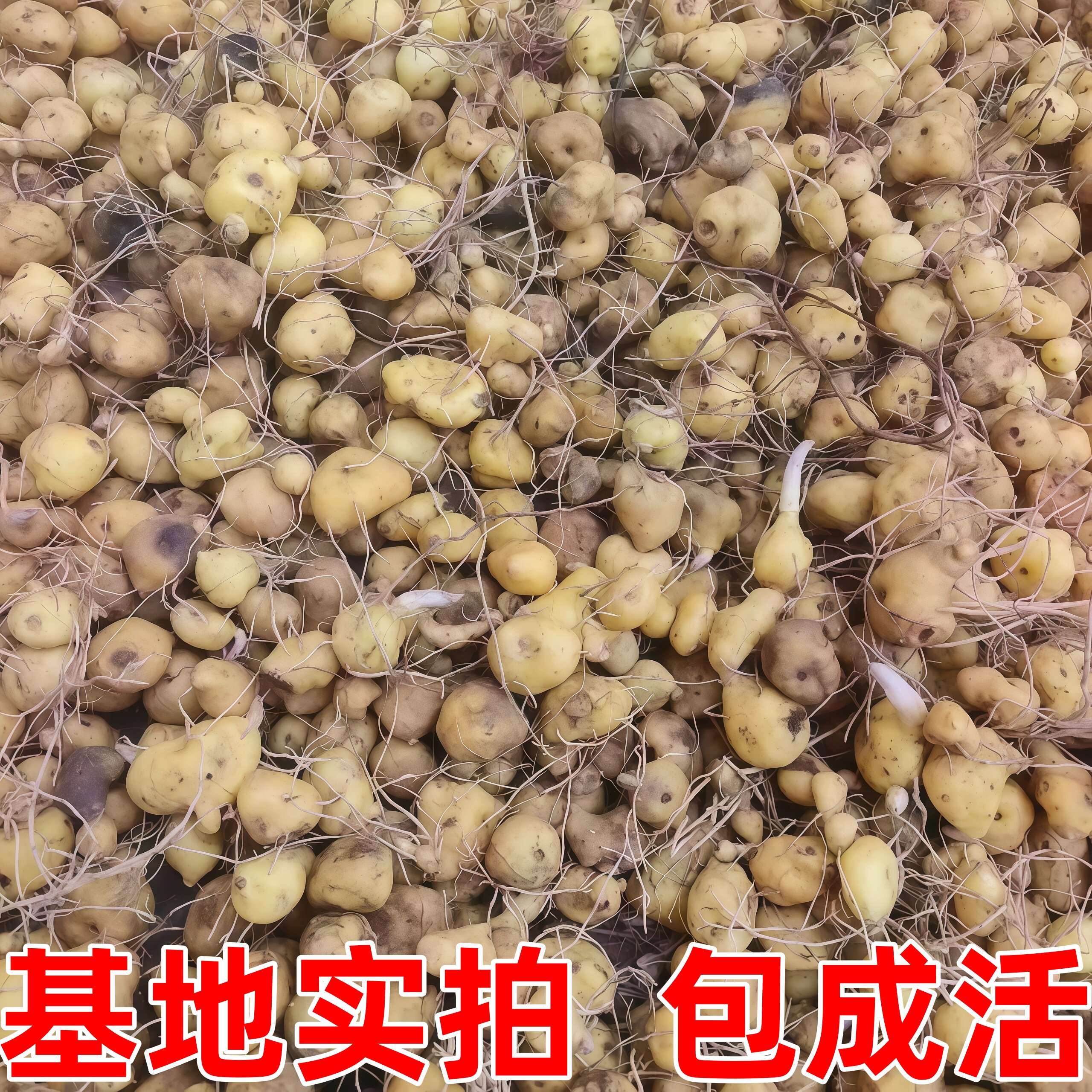 四川甜黄精不倒苗种植苗图片