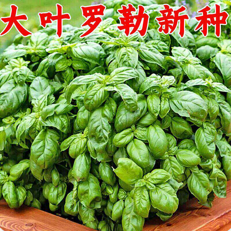 原装正品九层塔种子罗勒种孑阳台盆栽金不换籽可食用可驱虫可观赏
