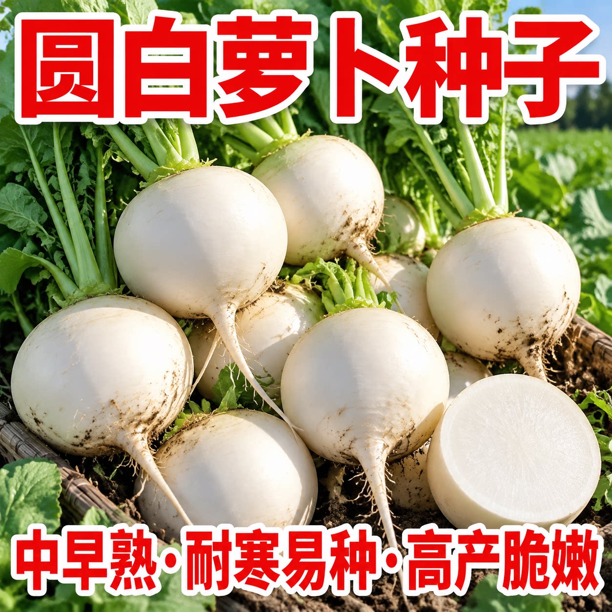 正宗春不老萝卜种子秋播高产抗病