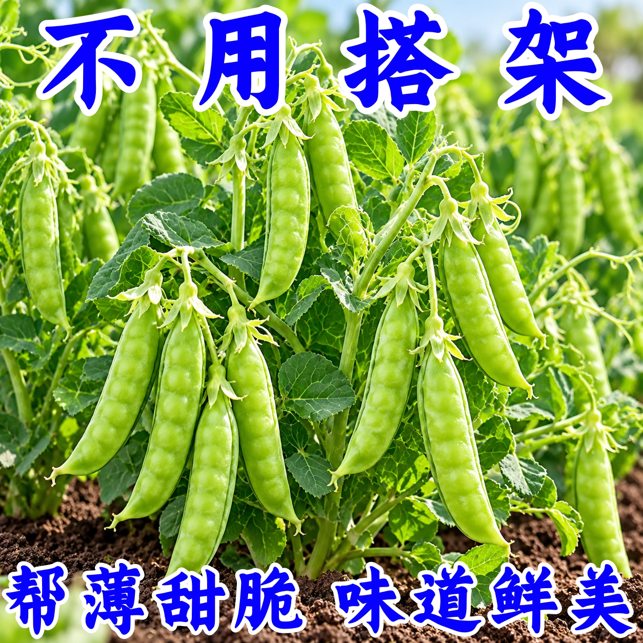 甜脆荷兰豆种子高产耐寒秋冬播