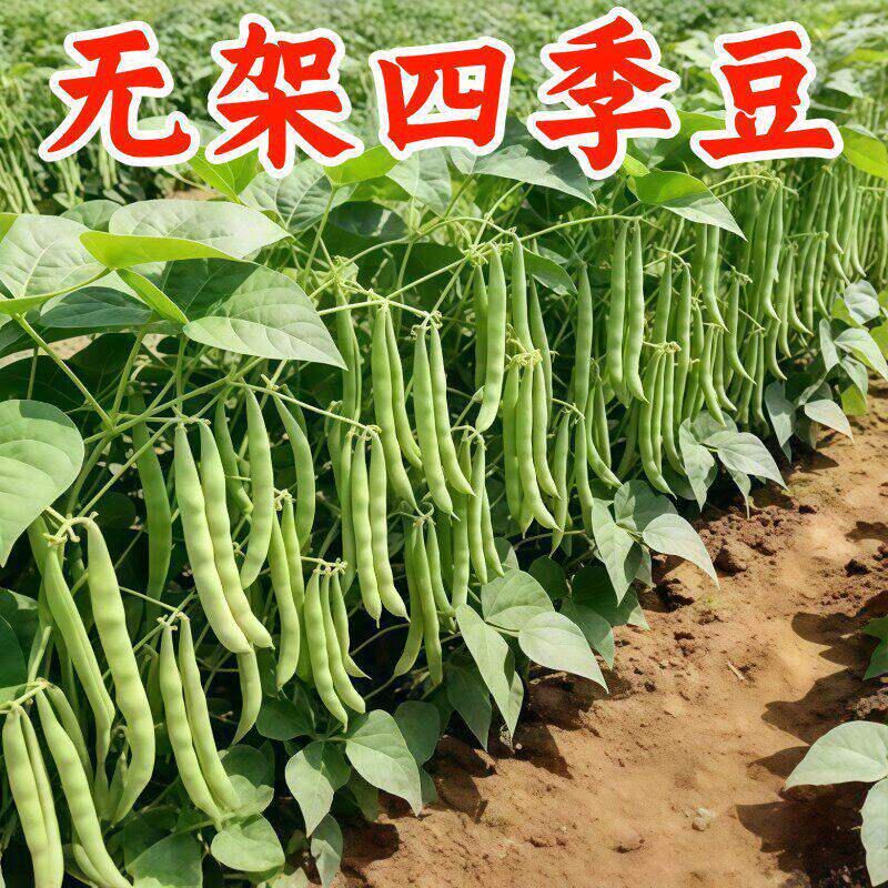 老品种四季豆种子高产早熟小金豆无筋豆种子豆角种四季蔬菜种孑
