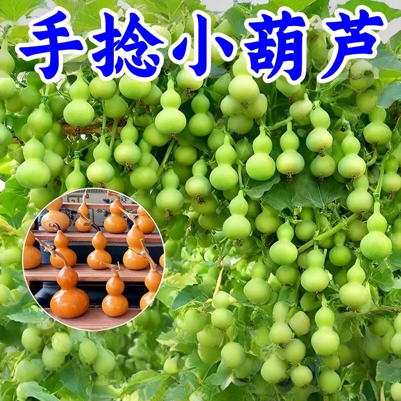 手捻小葫芦种子四季阳台爬藤盆栽