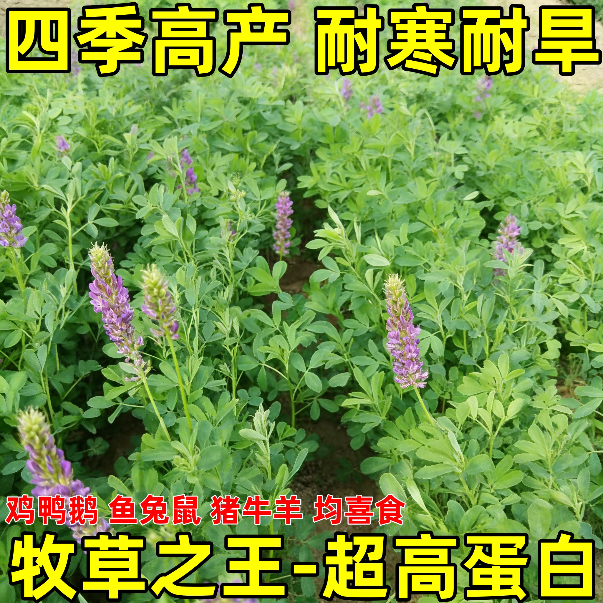 紫花苜蓿多年生牧草种子四季播