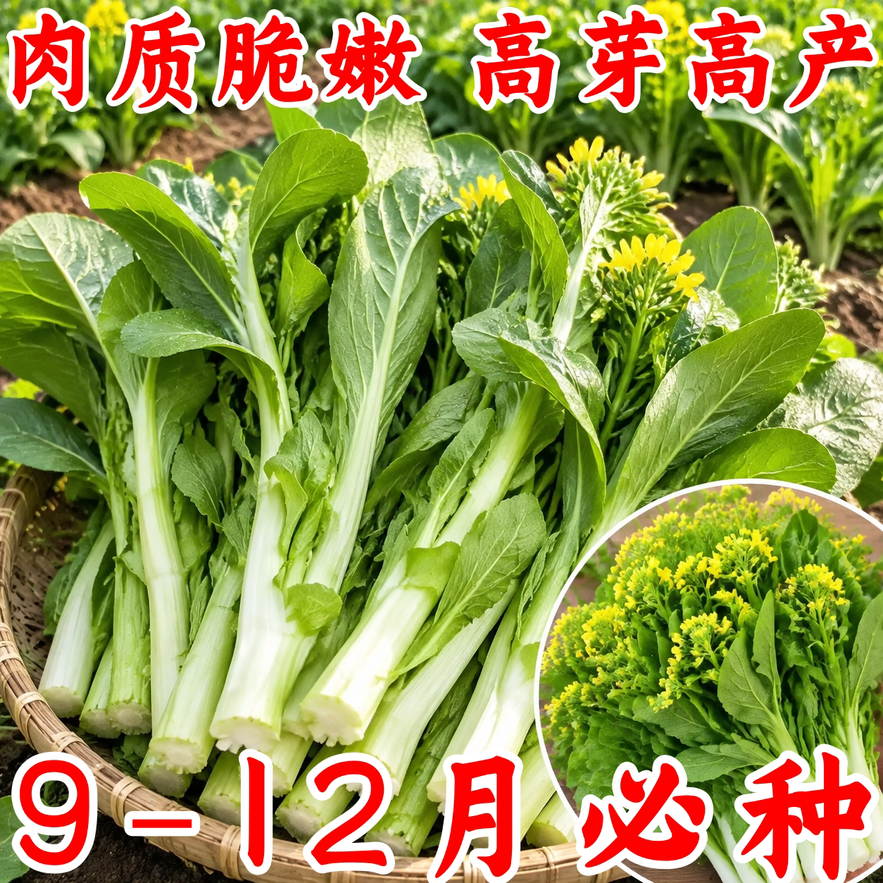 奶油白菜苔种子四季阳台盆栽