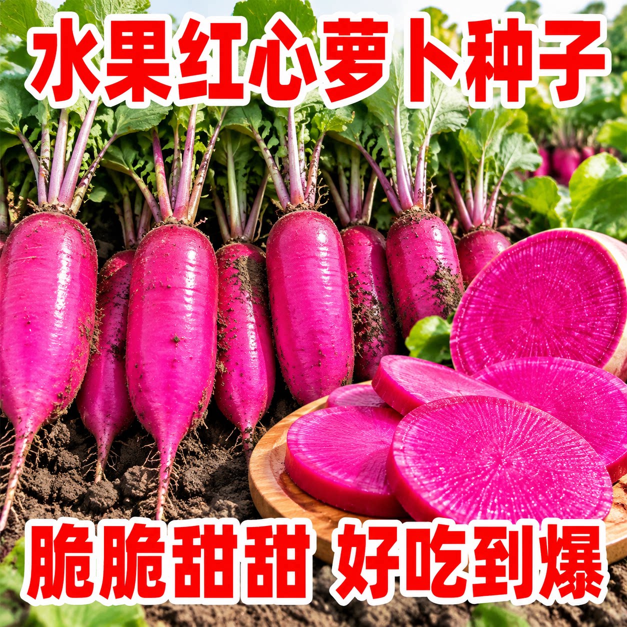 满堂红心里美萝卜种子甜脆生吃