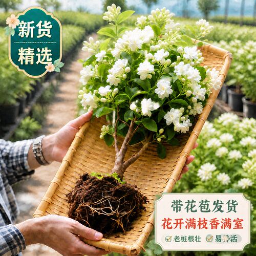 重瓣茉莉花苗盆栽室内外阳台