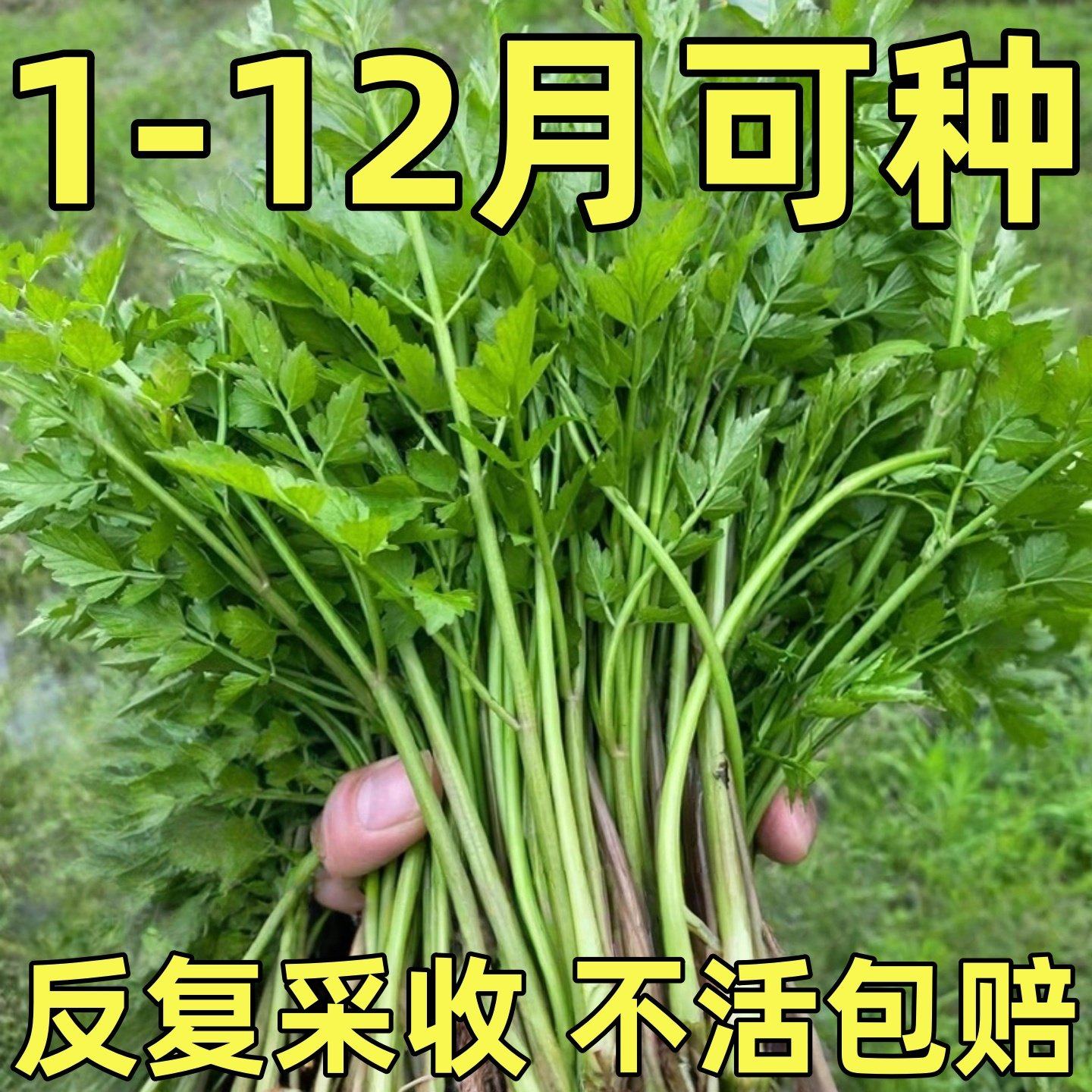 水芹菜种子鲜美野芹种孑春秋四季野生山芹农家庭院盆栽野菜蔬菜籽,鲜花速递/花卉仿真/绿植园艺,种苗/半成品盆栽,淘宝优惠券,粉丝福利购,淘宝优惠卷