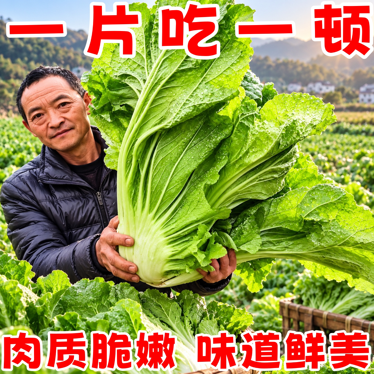 甜芥菜宽邦青菜种子耐热耐高温