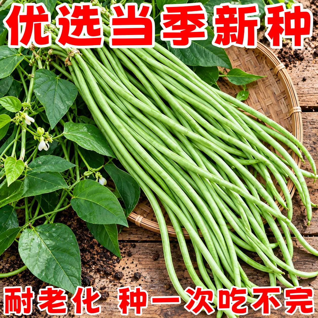 秋冬栽培干枝梅豆角种子多果