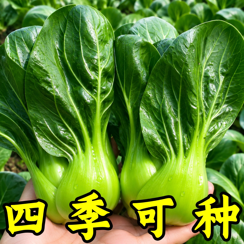 墨小宝1号青梗菜种子耐寒抗病