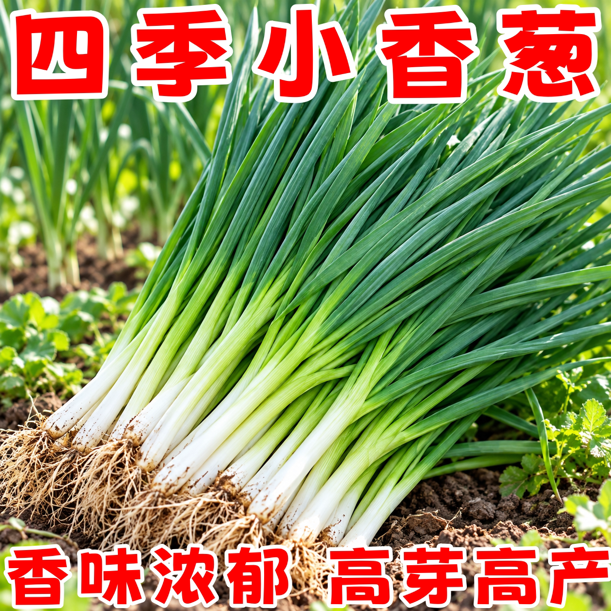四季阳台盆栽小香葱种子