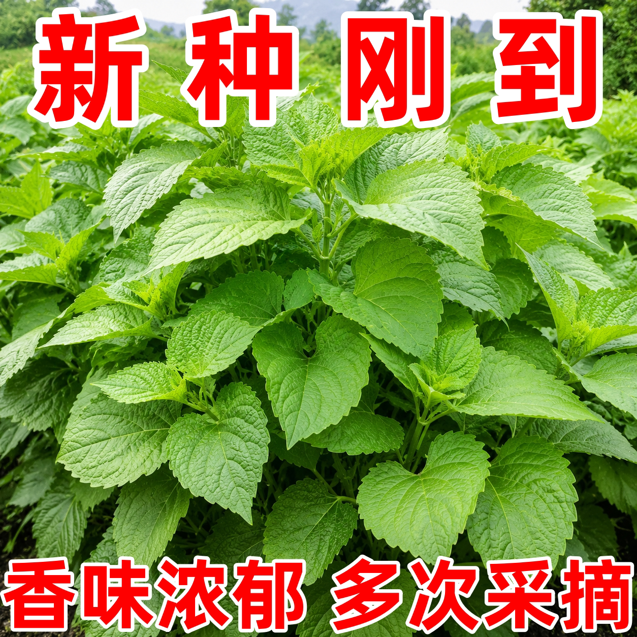 新产藿香种子可食用解暑霍香正气
