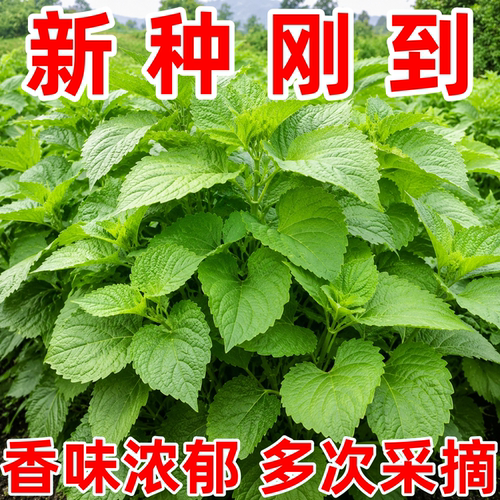 新产藿香种子可食用解暑霍香正气