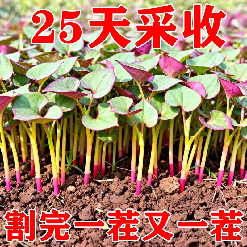 正宗鱼腥草种子四季播高产易种