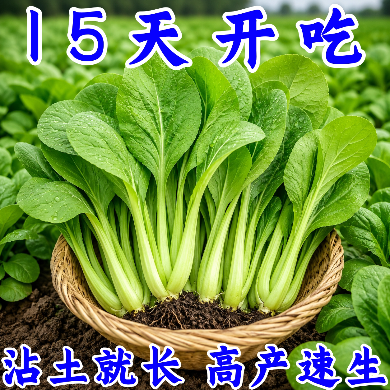 四季速生小白菜种子上海青