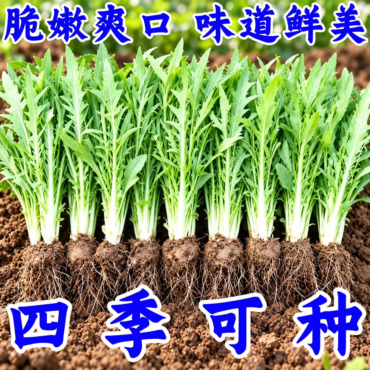 广西博白甜麦菜种苗四季脆嫩
