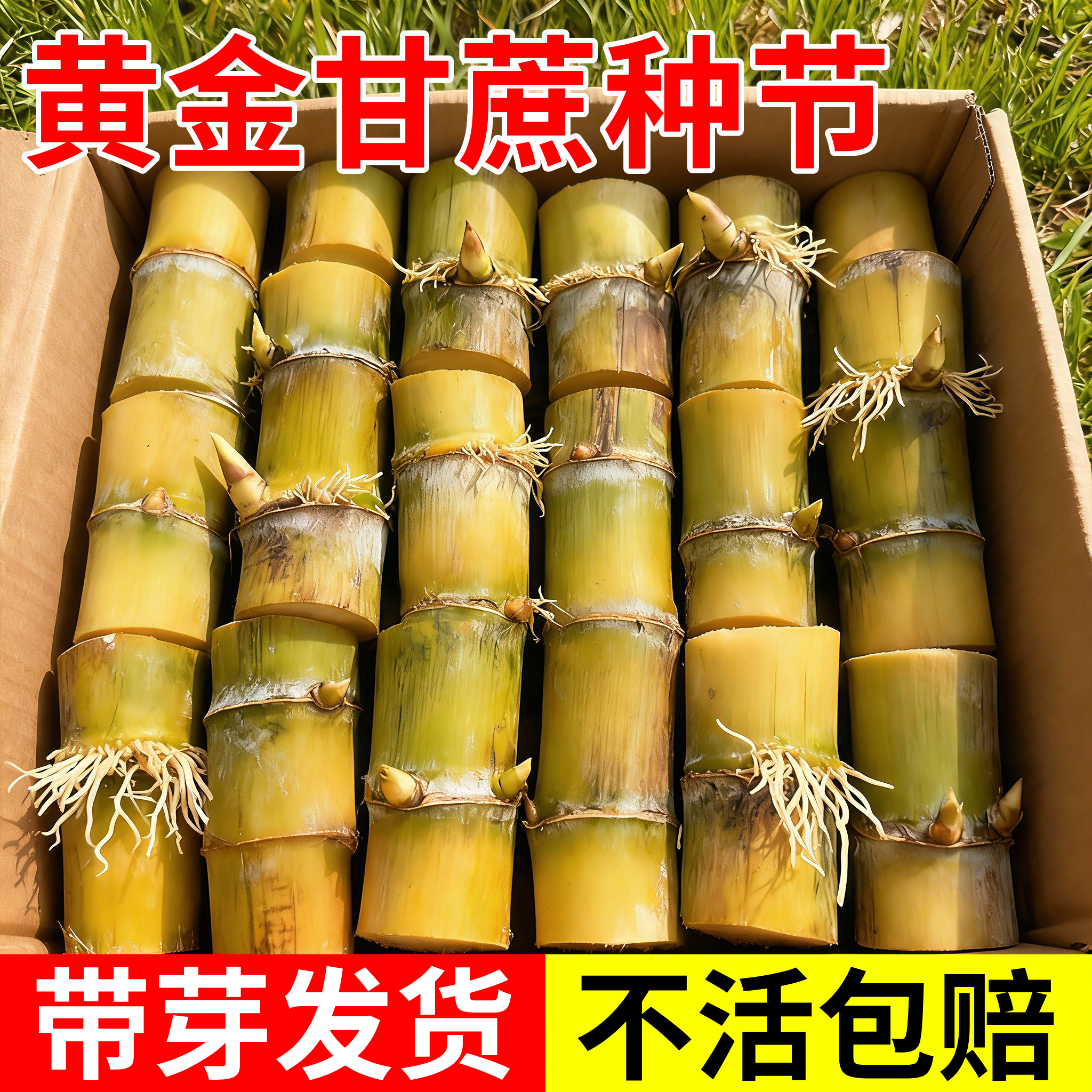 黄皮甘蔗种节盆栽可食用水果甘蔗苗种带芽甘蔗苗南方北方四季种植,鲜花速递/花卉仿真/绿植园艺,种苗/半成品盆栽,淘宝优惠券,粉丝福利购,淘宝优惠卷