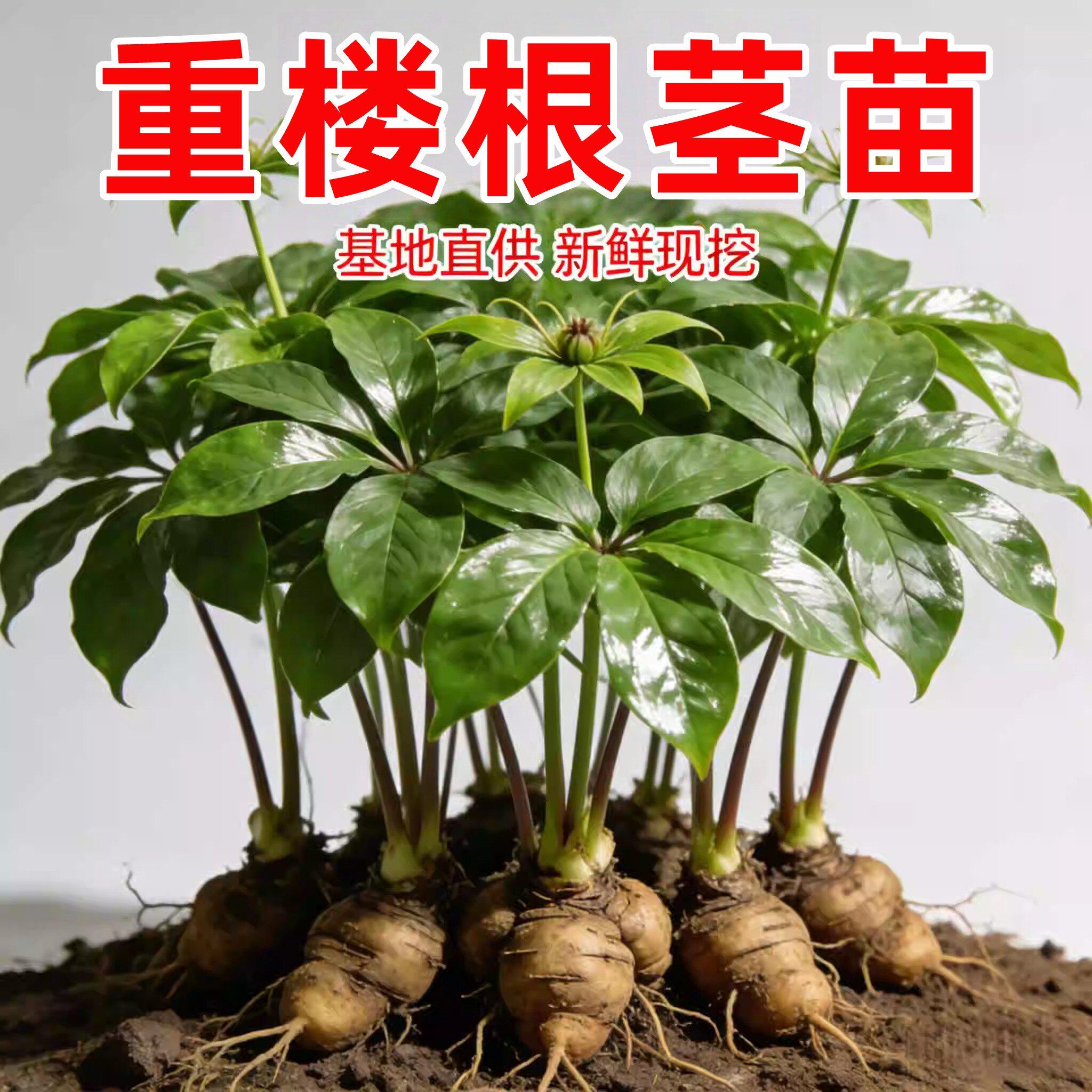滇重楼七叶一枝花盆栽苗